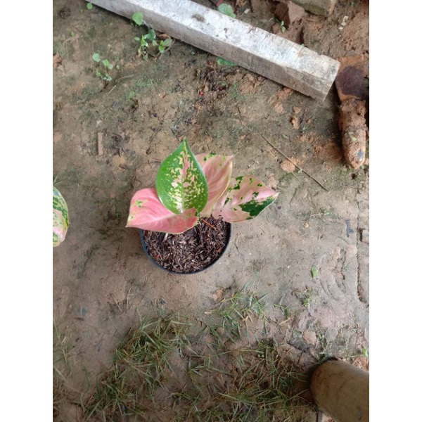 aglonema kocin brownies