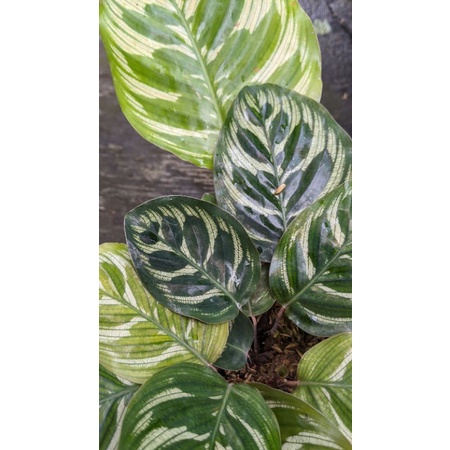 Calathea makoyana (REAL PICT)  - tanaman bunga calathea macan MURAH