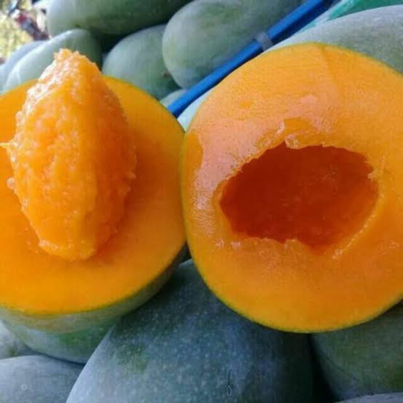 bibit mangga ALPUKAT