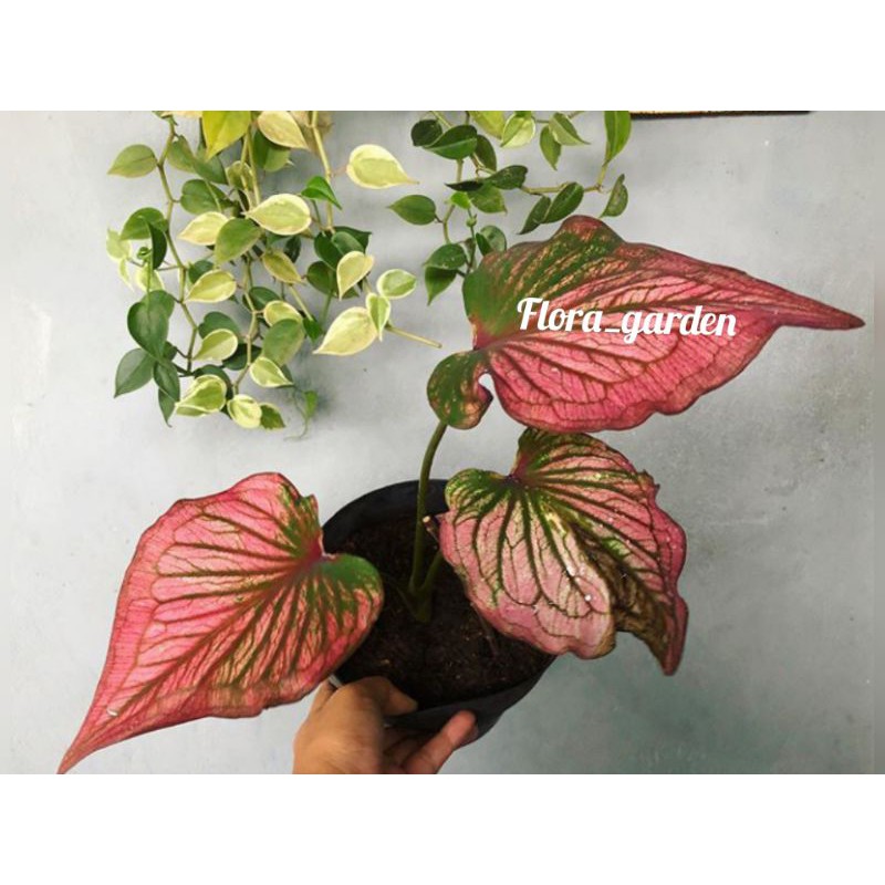 tanaman hias caladium infinity/keladi infinity-keladi unik