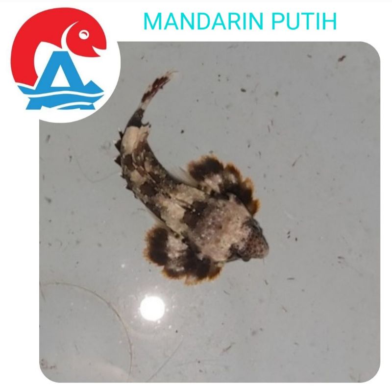 Ikan Hias Laut Mandarin Putih