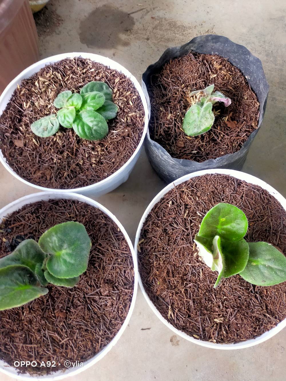 African Violces Bunga Blue Bicollor - Hebat Garden3