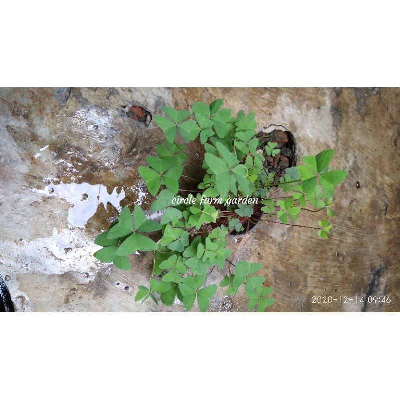 oxalis bunga kupu kupu regneli hijau