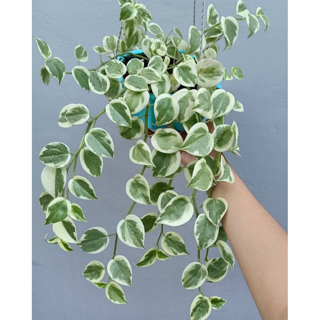 Tanaman Gantung Peperomia Scandens Variegata Bunga Gantung Peperomia Scandens Variegata