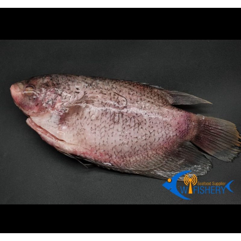 

Ikan Gurame Utuh Bersih - Gourami WGGS