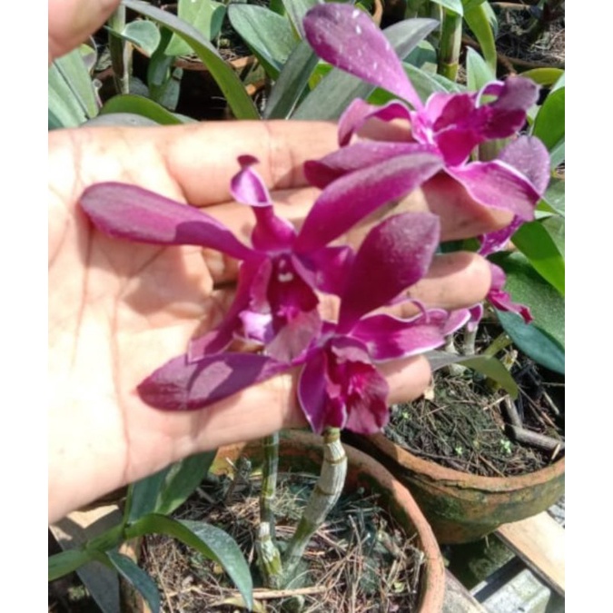 Pohon Anggrek Dendrobium Dewasa Caesar Red Siap Spike