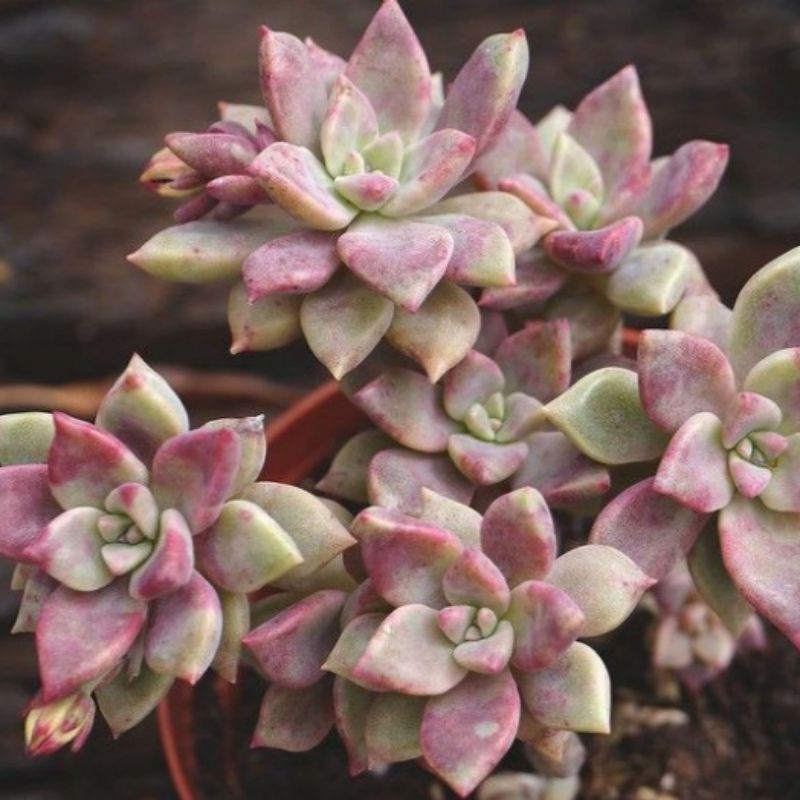 Sukulen Graptopetallum Paraguayense Merah