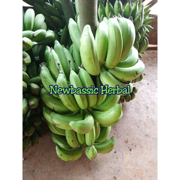 

pisang uli muda fresh 1kg