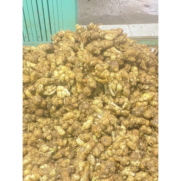 

Kencur 500 gram Rp. 9800