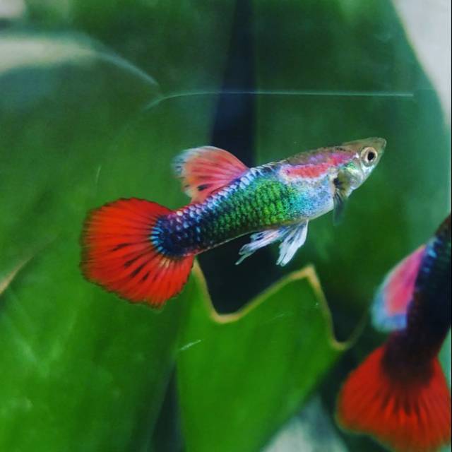 Ikan guppy tuxedo