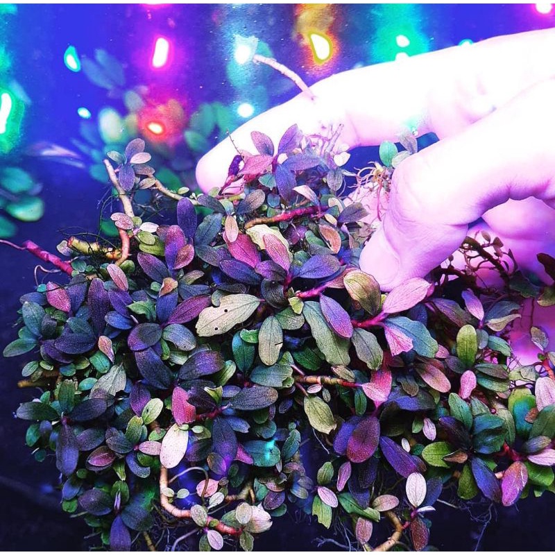 BUCE_ ARGO 1,6kg ORIGINAL PRODUK