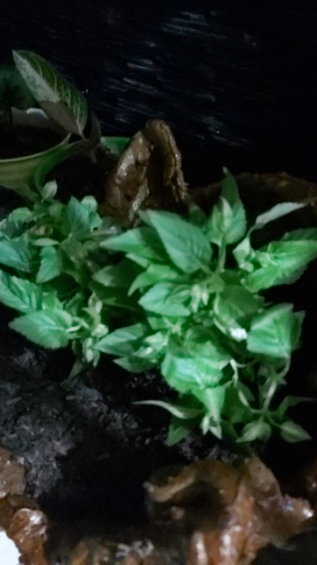 Tanaman Hias Bunga Kancing Ungu