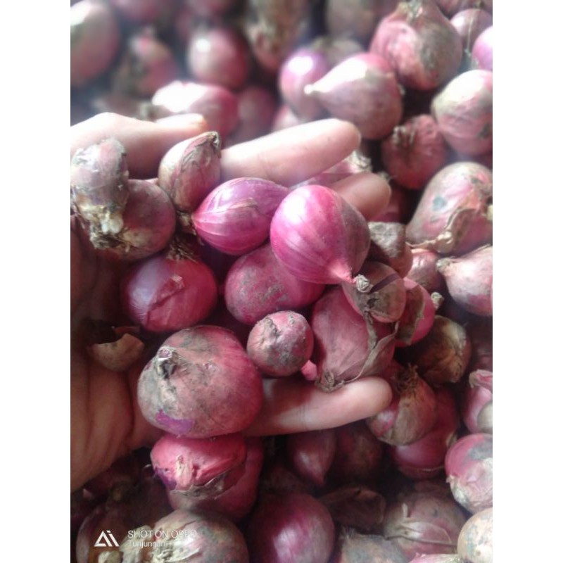 

bawang merah 250 gram