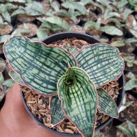 sansevieria cleopatra