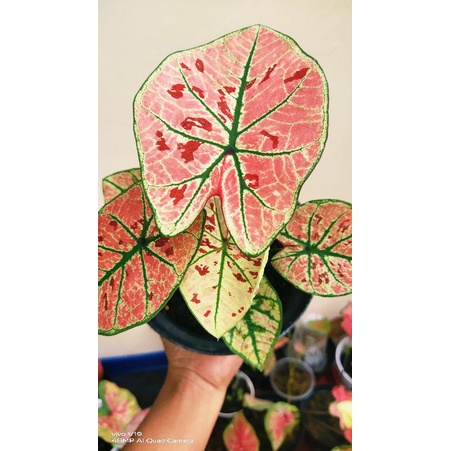 keladi pink guava cantik