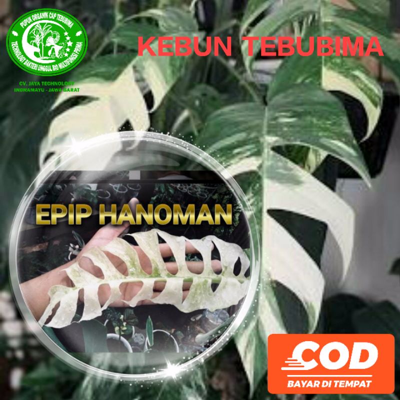 Epip Hanoman Variegata | Epipremnum Pinnatum Variegata