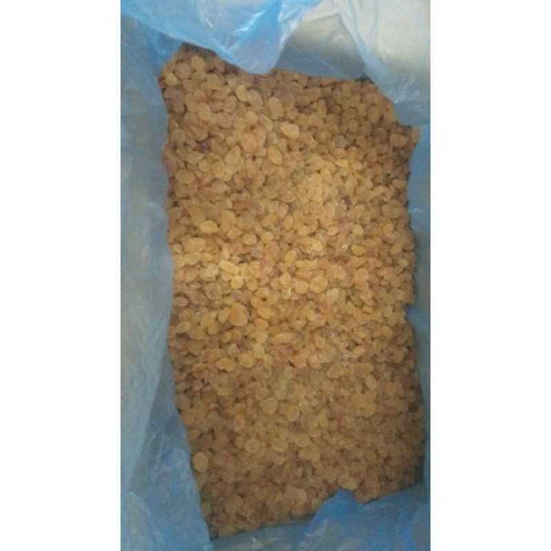 kismis manis fresh golden raisins 500gr