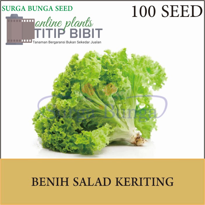 Benih Sayur Salad Keriting 200 seed