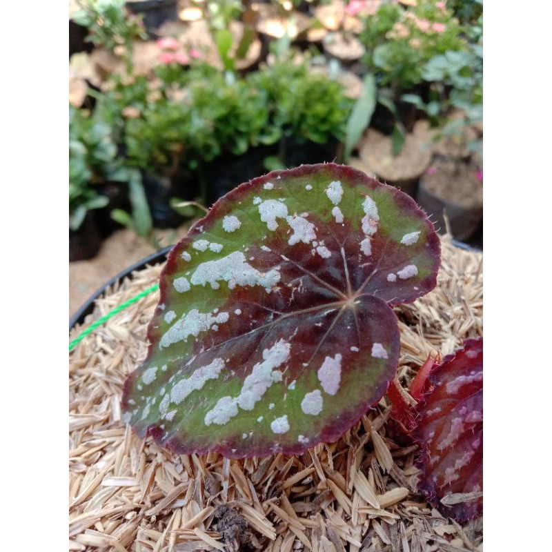 tanaman hias begonia keong merah urat silver
