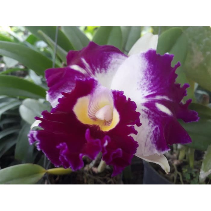 Cattleya Blc. White Spark