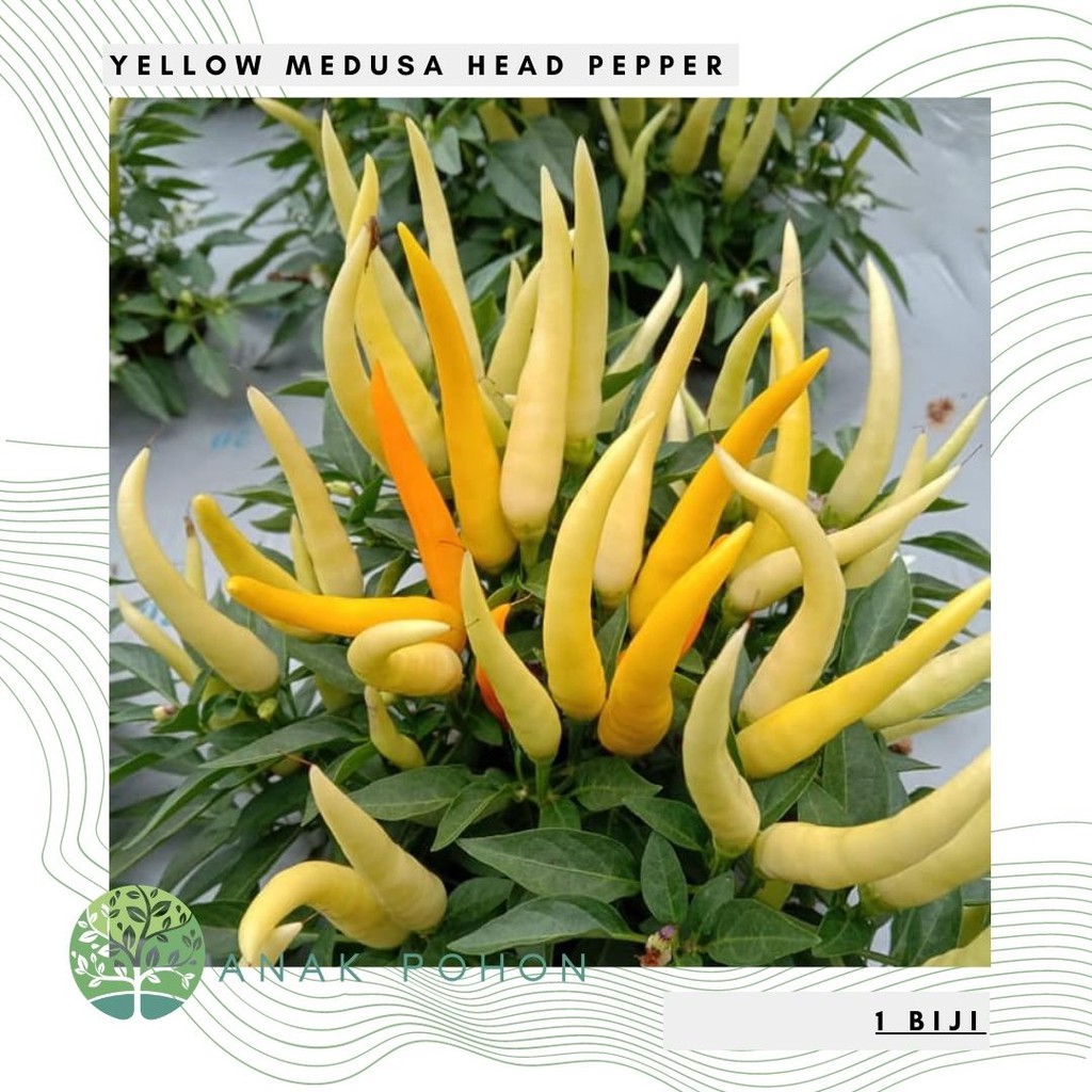 Benih Bibit Biji - Cabai Yellow Medusa Head Pepper Seeds