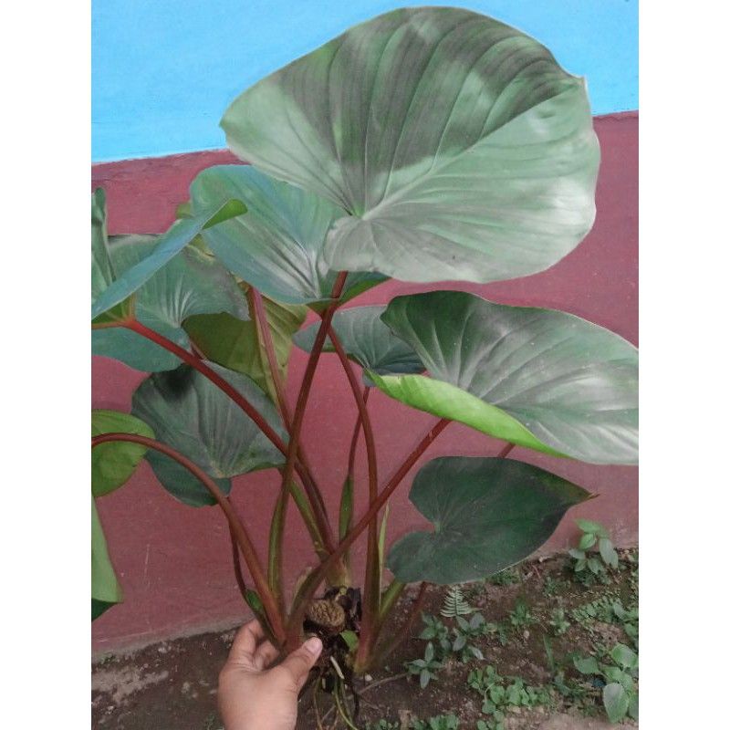 Keladi cariang merah talas merah keladi merah