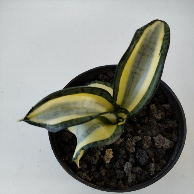 sansevieria golden Wendy's