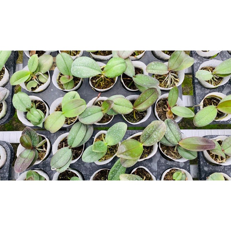 Anggrek bulan remaja