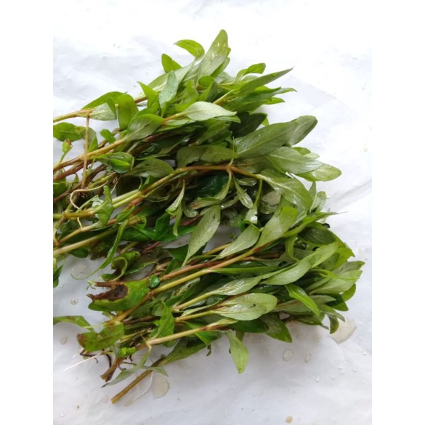 higropilla polisperma sunset tanaman aquascape