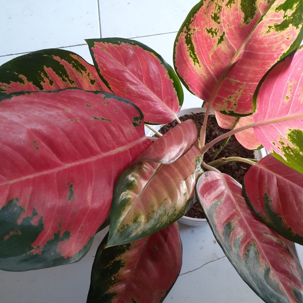 Aglonema kochin merapi | aglaonema red kochin rasa suksom merapi daun jumbo dewasa