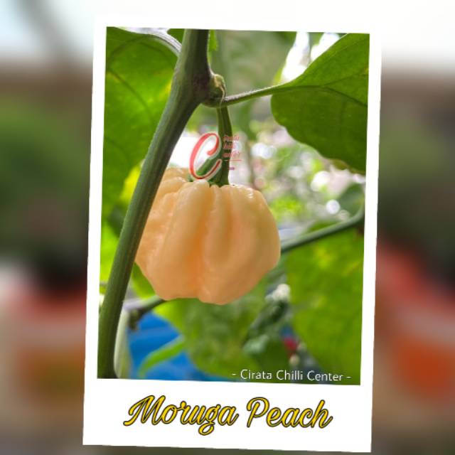 

Buah / Biji MORUGA PEACH