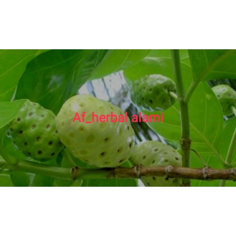

BUAH MENGKUDU/PACE 1kg
