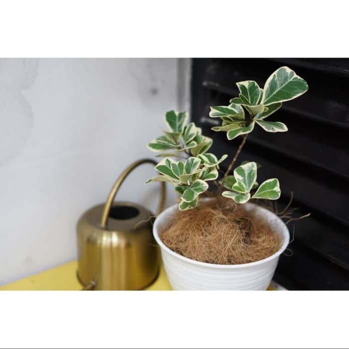 tanaman hias beringin mini variegata - Ketapang biola cantik mini
