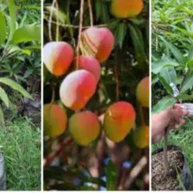 Bibit Mangga Gedong Guncu