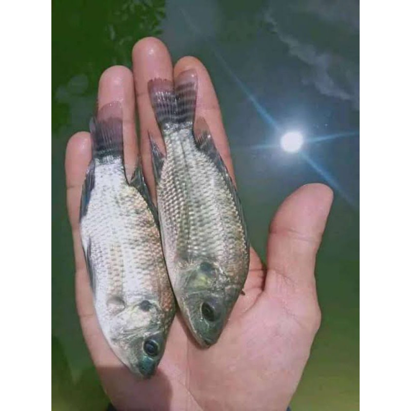 bibit nila nirwana 3 size 2 jari