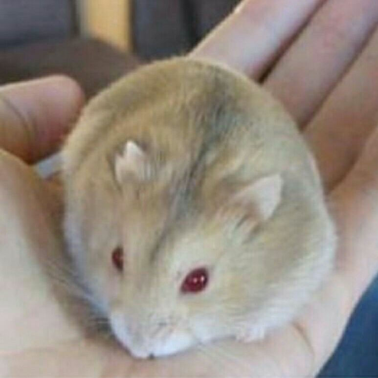 Hamster Winter / winter hybrid Peliharaan Lucu Jinak