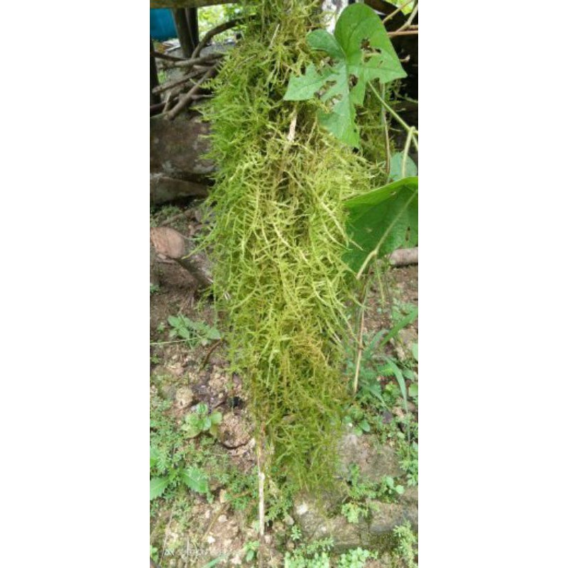 LUMUT KAYU LUMUT HIDUP