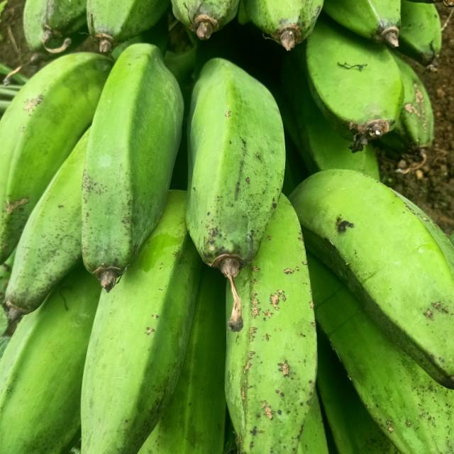 

Pisang kepok segar fresh