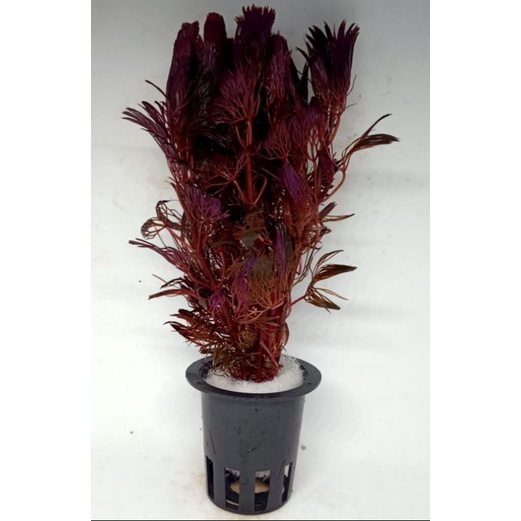 cabomba super red