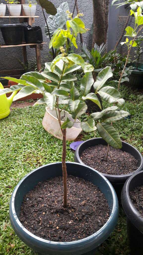 Bibit Klengkeng Matalada