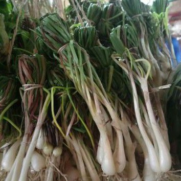 

Lokio / Bawang Kucai