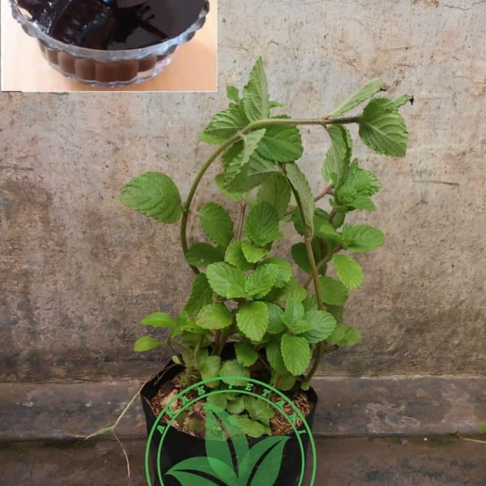 BIBIT POHON CINCAU HITAM/TANAMAN DAUN CINCAU HITAM JANGGELAN