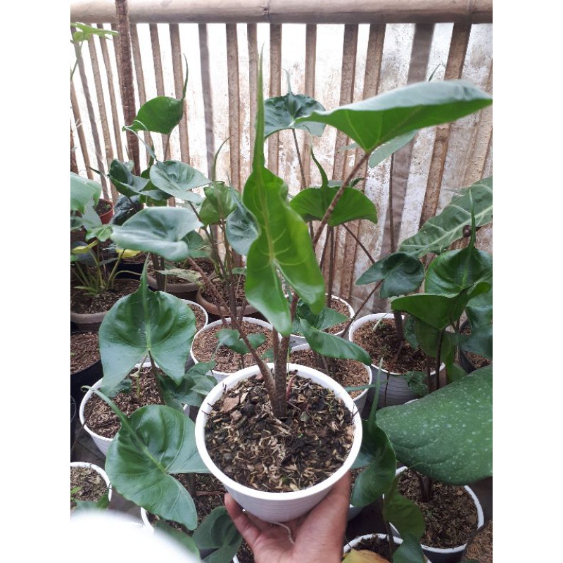 tanaman hias alocasia stingray / alocasia