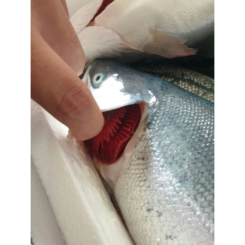 

salmon trouth