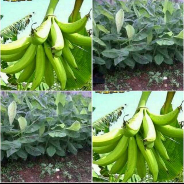BIBIT PISANG TANDUK BYAR UNGGUL