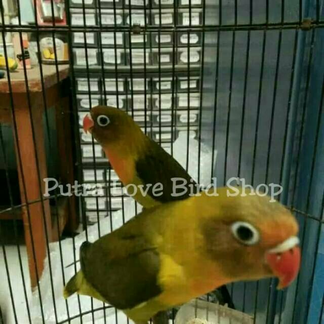 

Love bird olive balibu