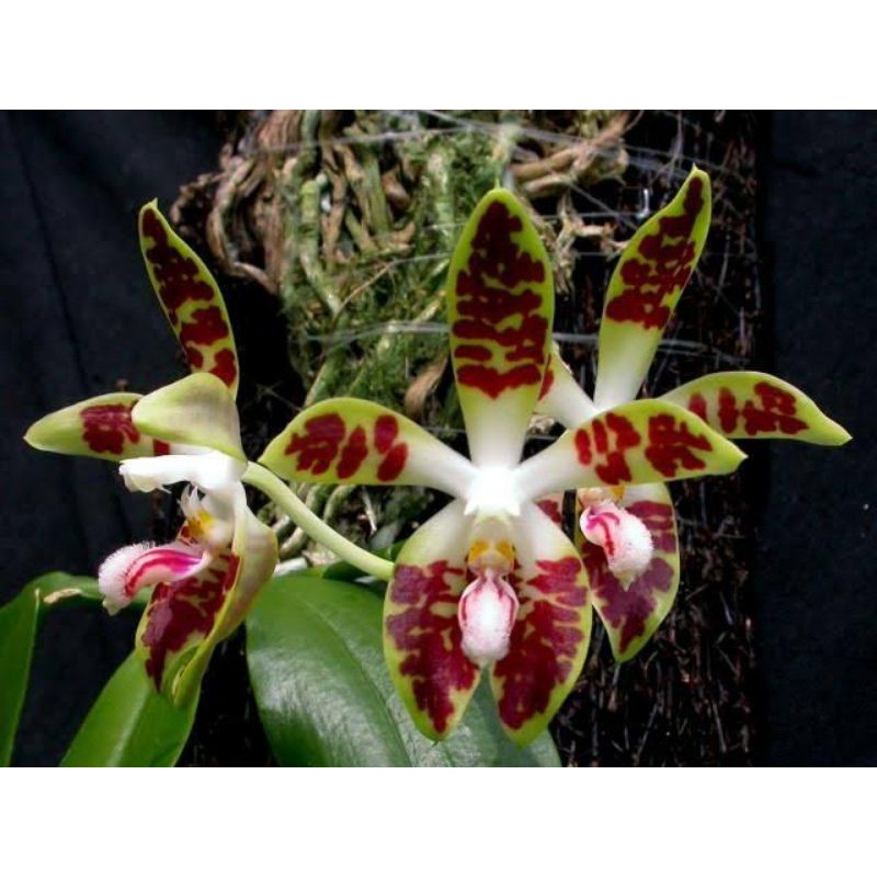 phalaenopsis sumatrana