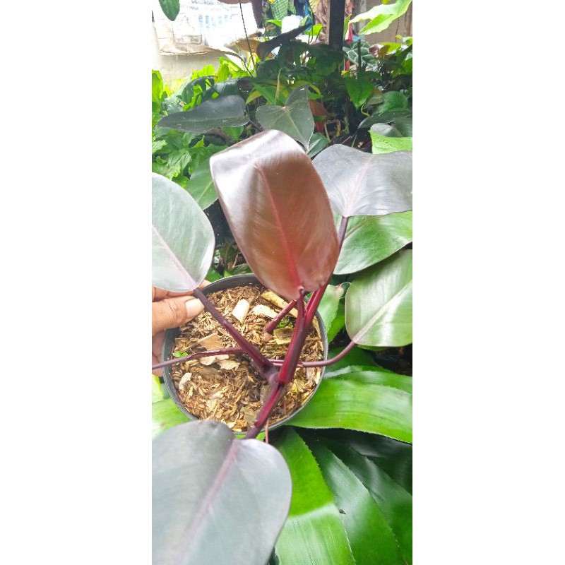 pilodendron royalqwen