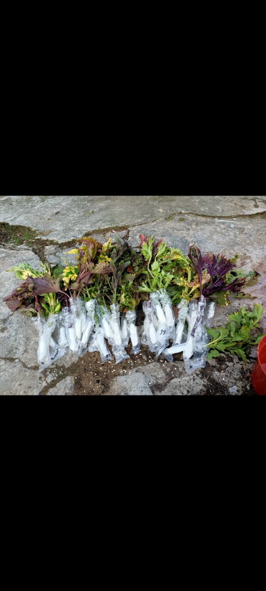 No 20 Tanaman Hias Miana/coleus/iler/jawer Kotok