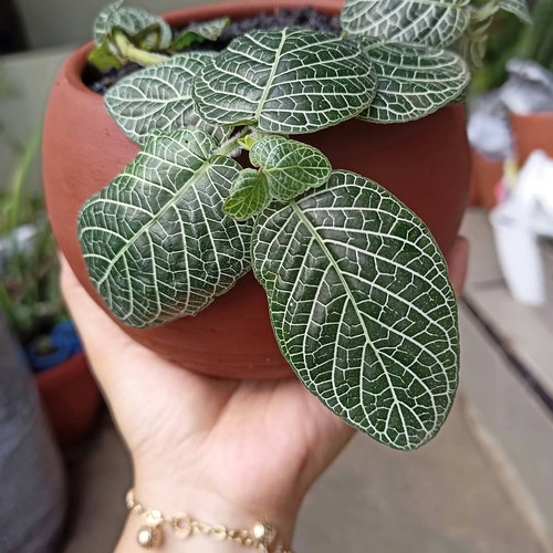 Bunga Fittonia Mutiara Bunga Hias Fittonia Daun Besar Fittonia Mutiara Putih Daun Besar